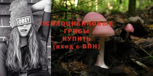 крисы Абаза